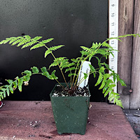 Cyathea australis (Alsophia australis) 