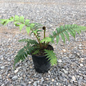 Cyathea cooperi (Australia Tree Fern)