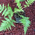 Cyathea dealbata 