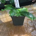Staghorn