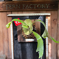  Platycerium willinckii "Hawks"