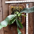 Mounted Staghorn Boards