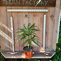 Rhapis palm