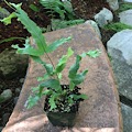 Polypodium Aureum Mandalanum Crested