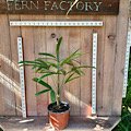 Rhapis palm