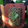 Mounted Staghorn Boards
