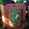 Staghorn