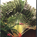 Palms & Tropicals