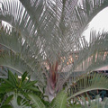 Triangle Palm (Dypsis decaryi)