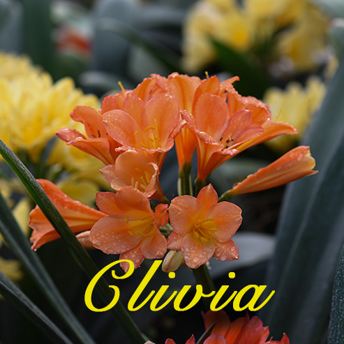 Clivia