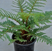 Dicksonia squarrosa lar