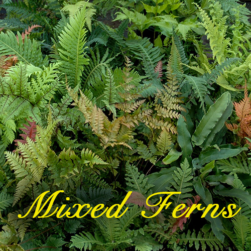 Mixed Ferns