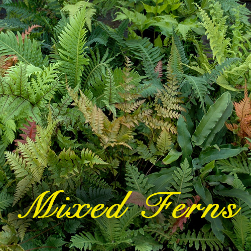 Mixed Ferns