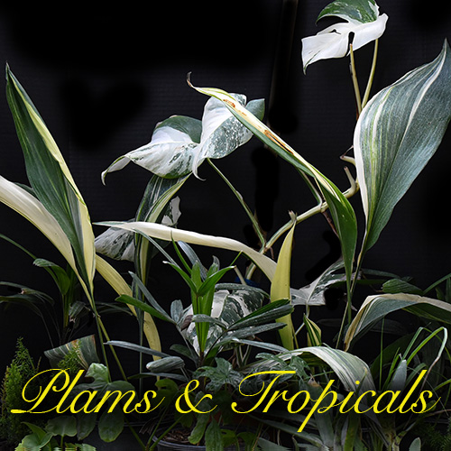 Palms Tropicals