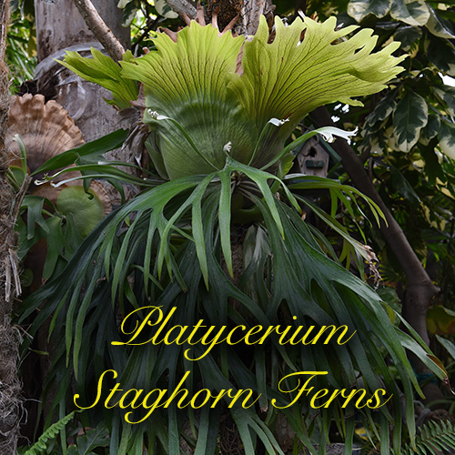 Staghorn