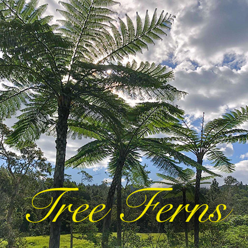 Tree Ferns