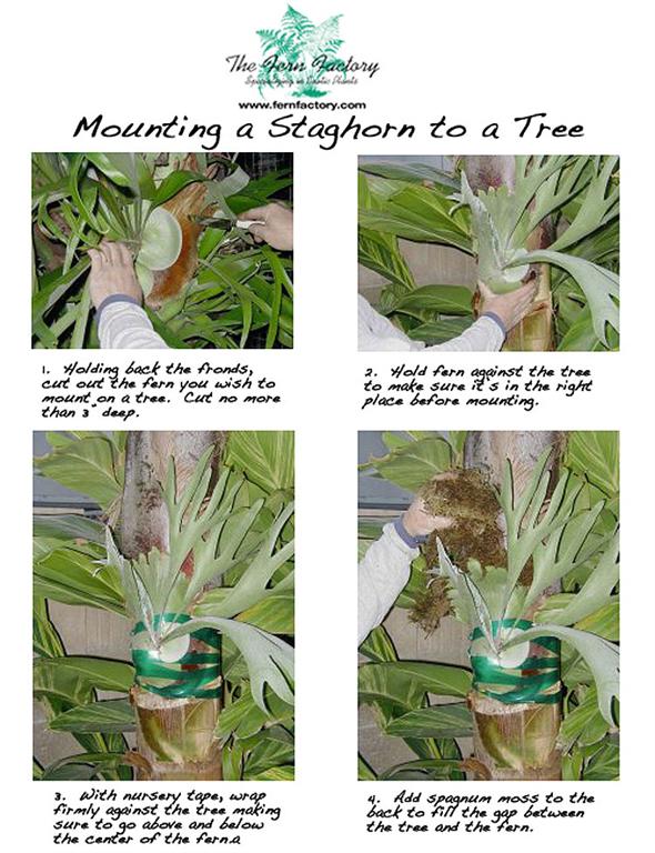 Mounting staghorn ferns to a Tree